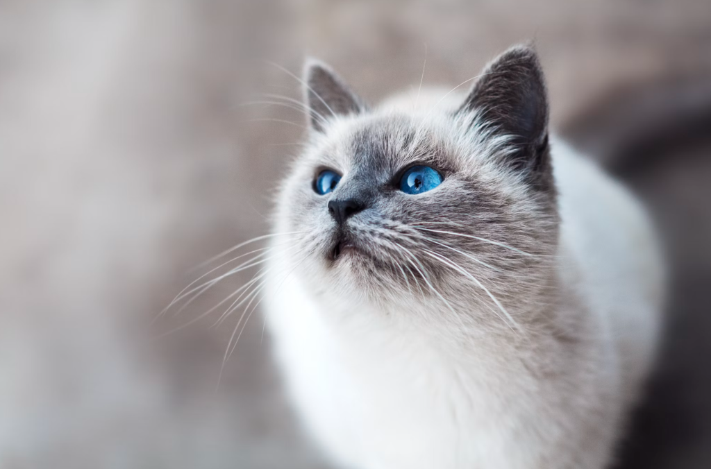 multivitamin untuk kucing