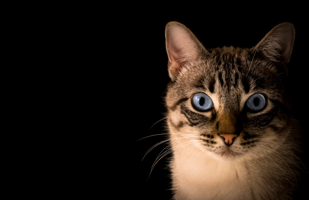 Vaksinasi Rutin Kucing