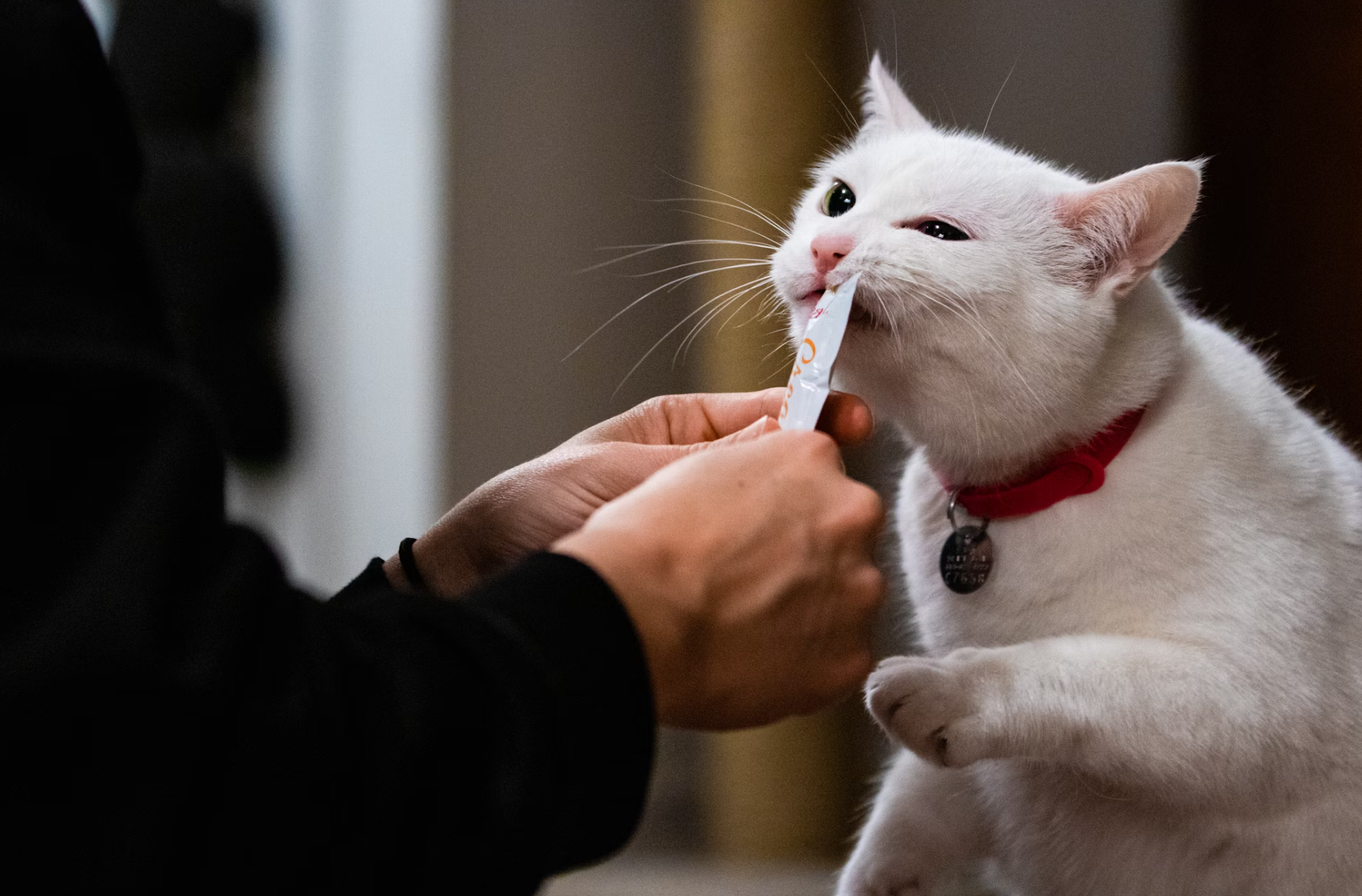 pakan kucing