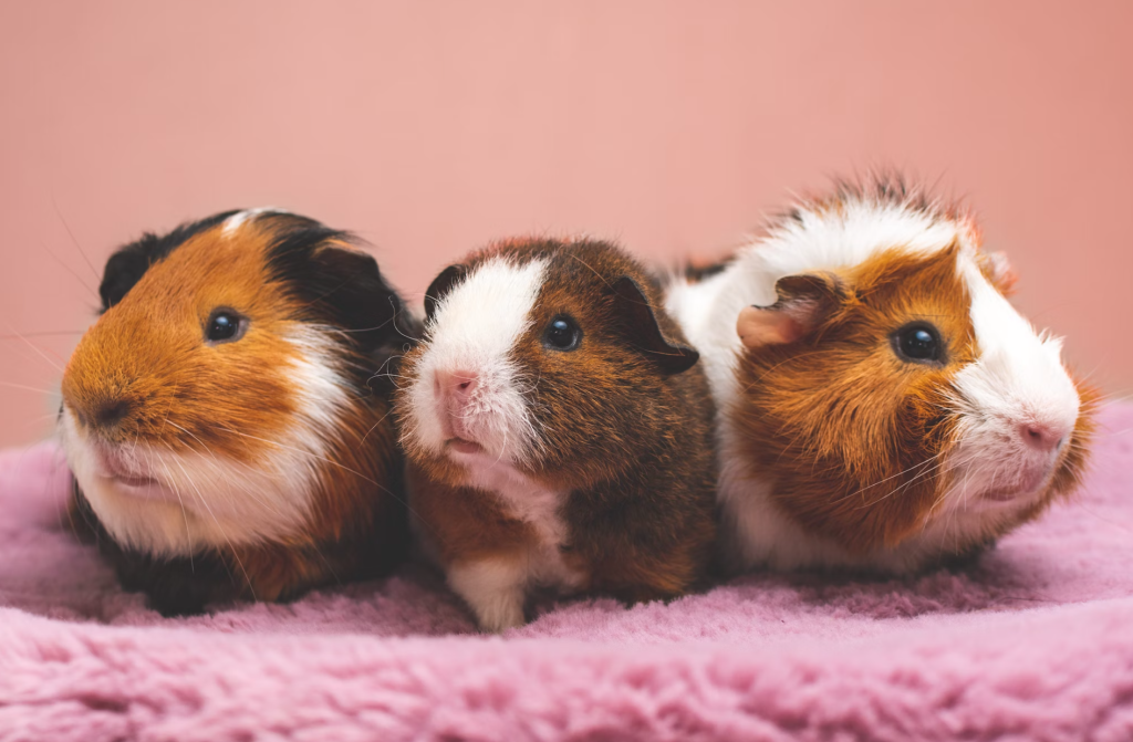 Perawatan Gigi Marmut