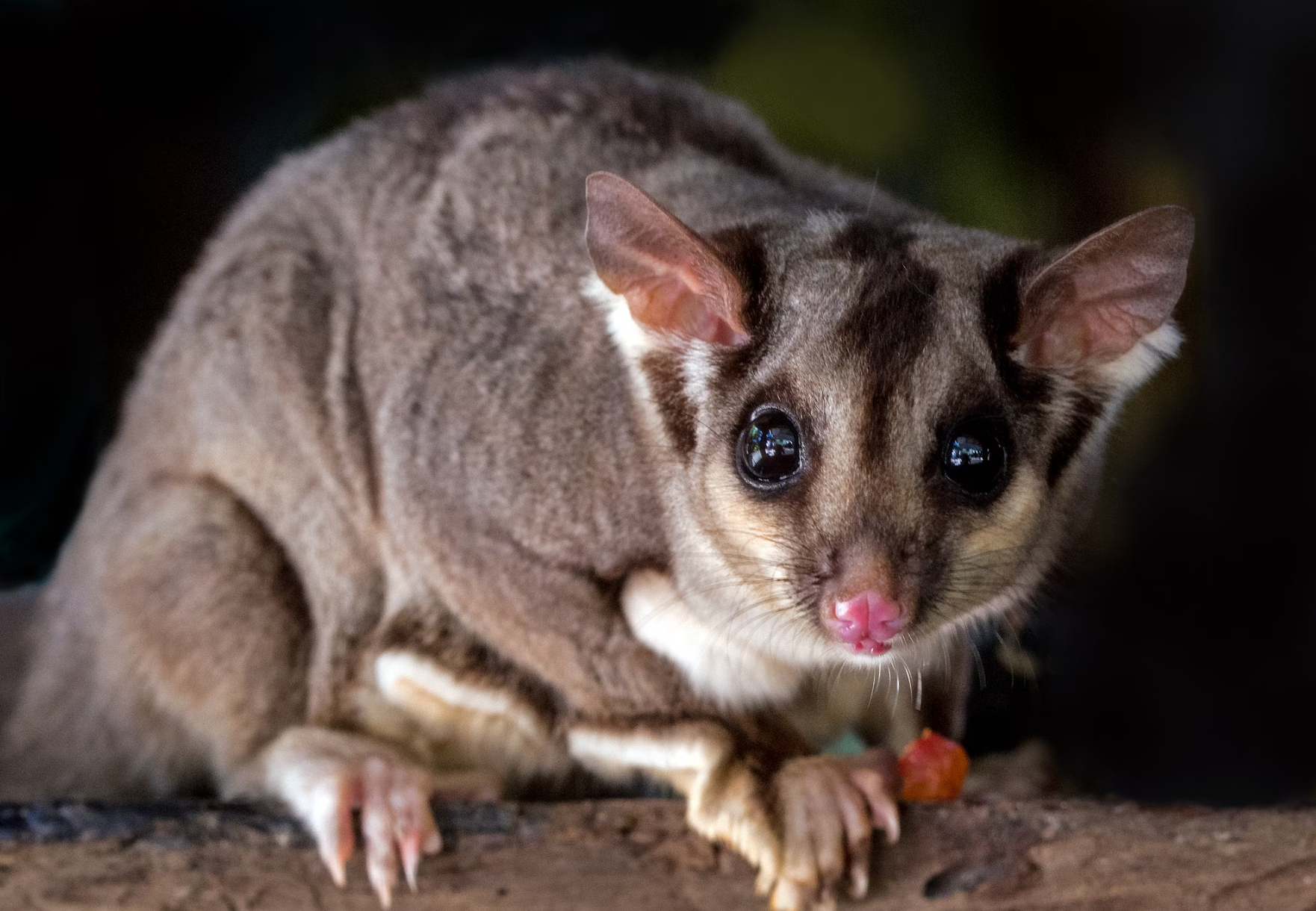 sugar glider