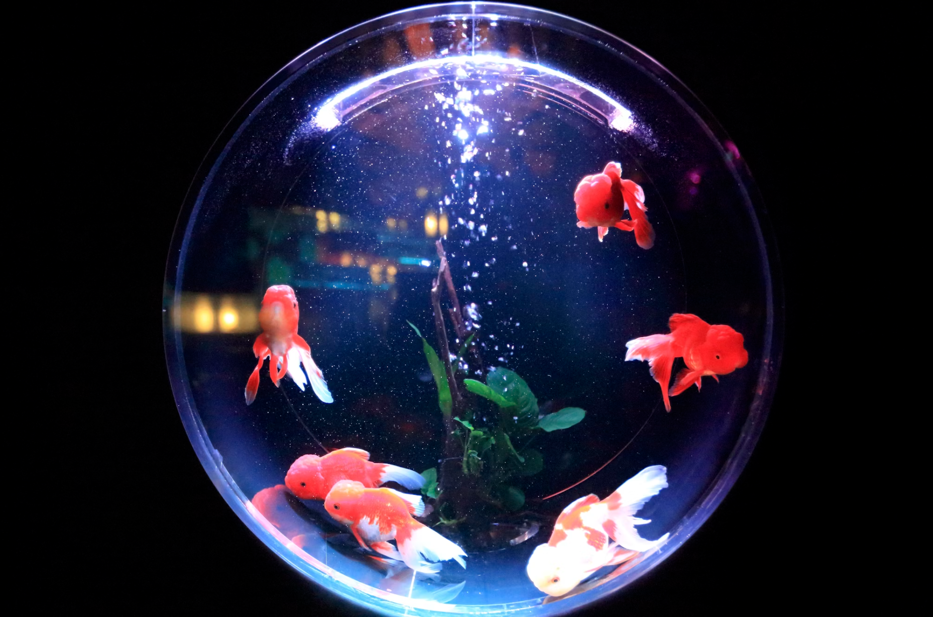 aquarium