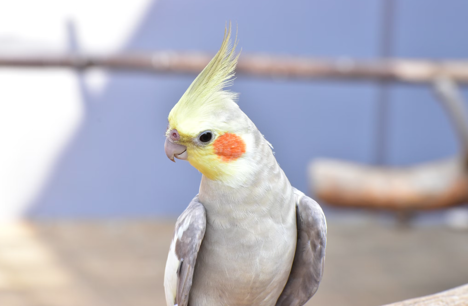gejala burung sakit