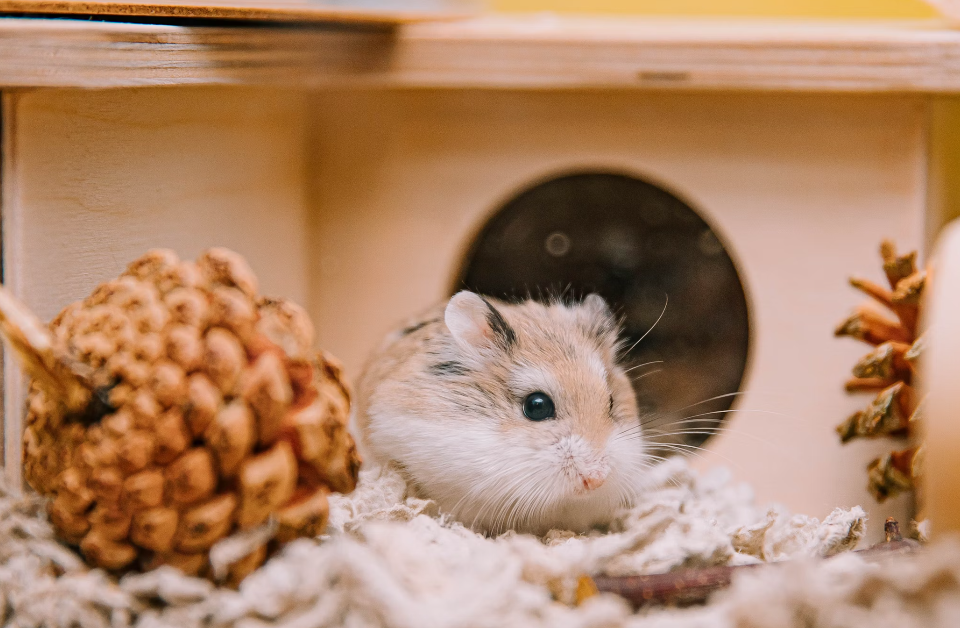 merawat hamster