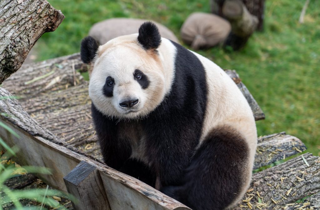 memelihara panda dirumah