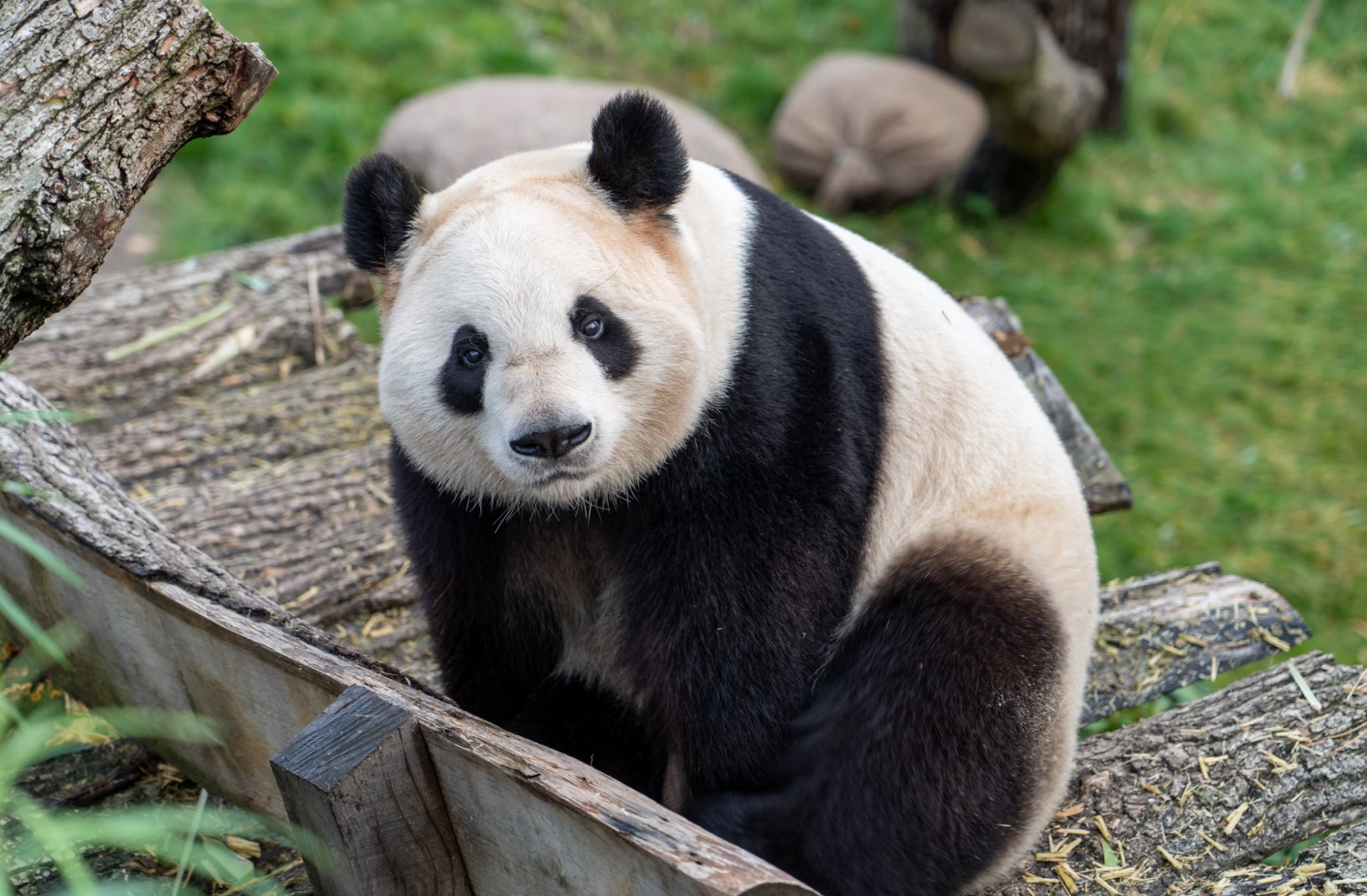 memelihara panda dirumah