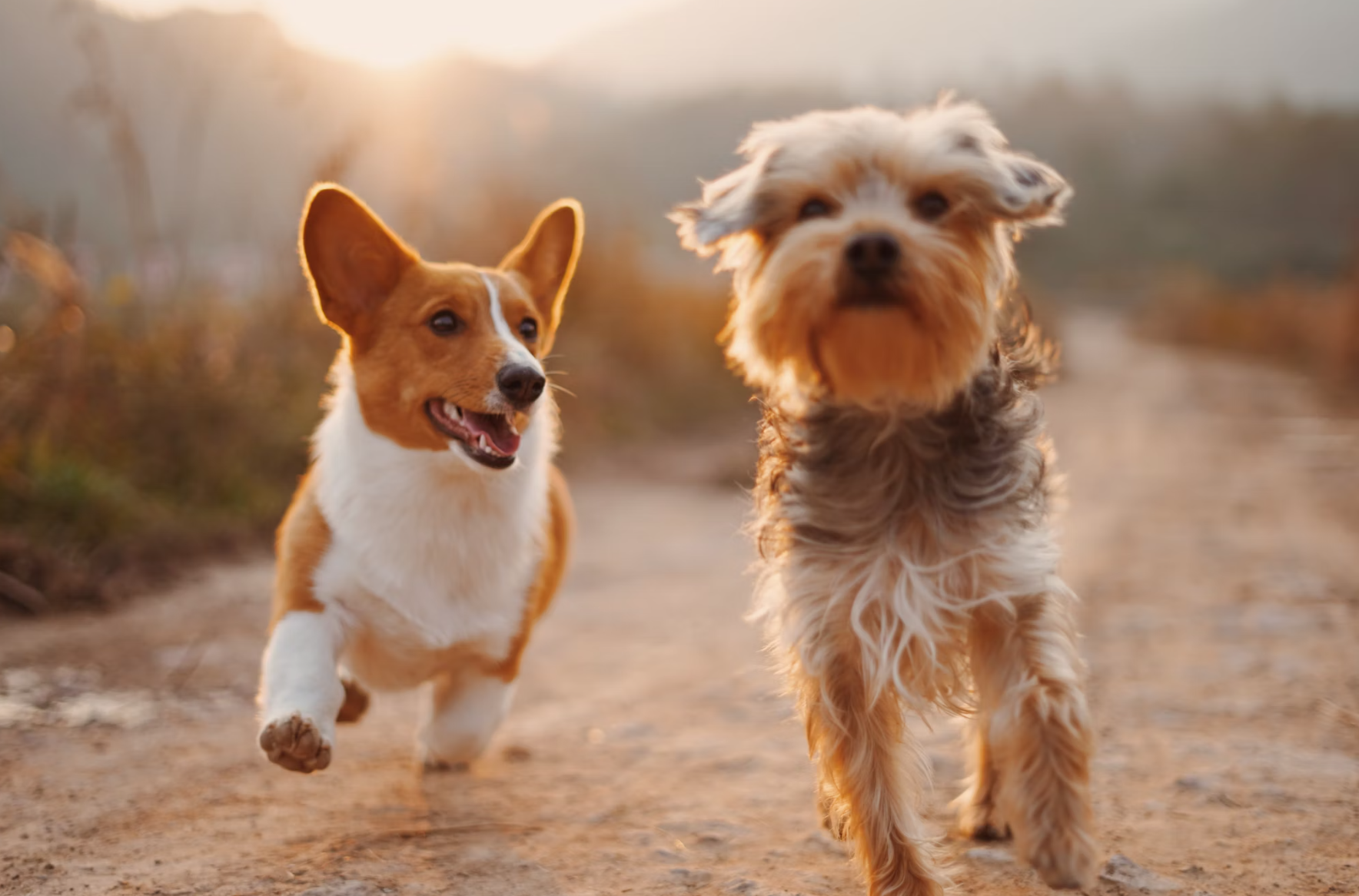 mengatasi kutu anjing