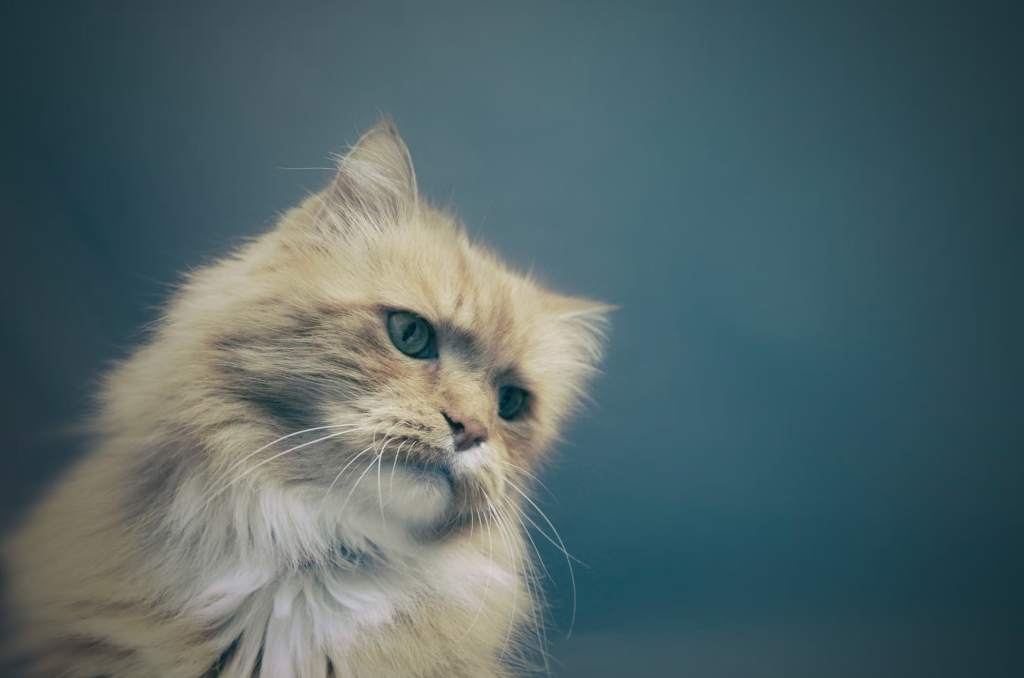 membasmi kutu kucing