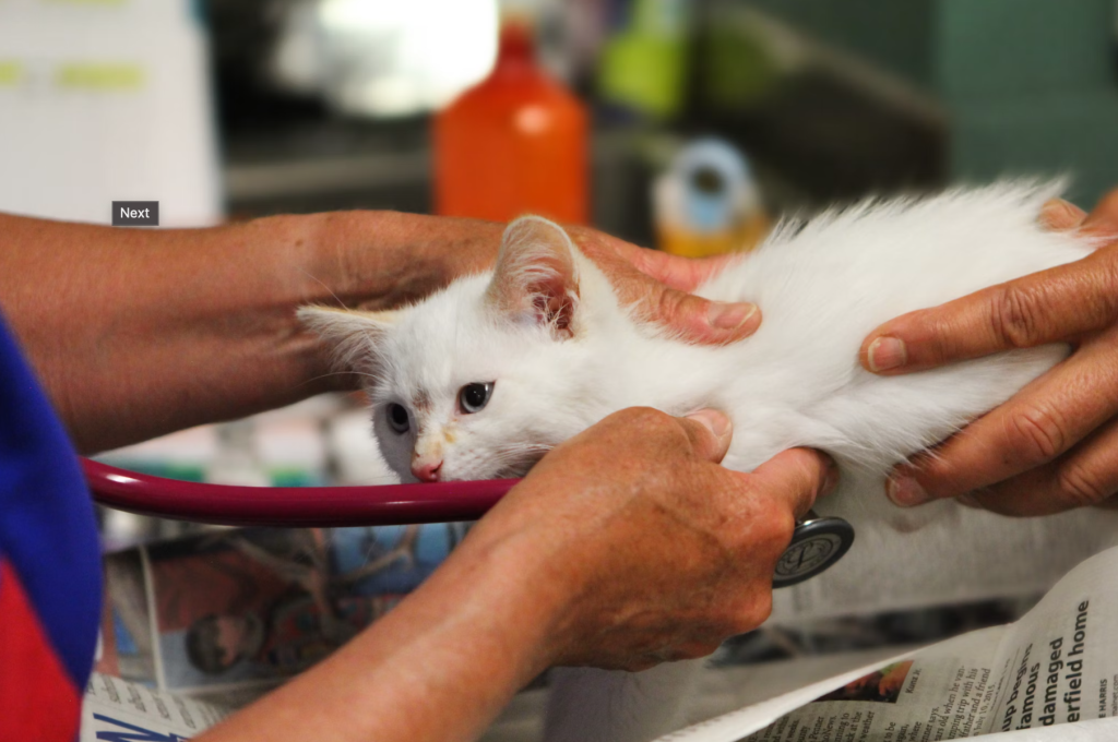 Partner Andal Dokter Hewan Surabaya